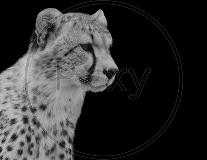 Dangerous Cheetah Sitting In The Black Background