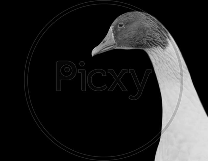 Black And White Goose Face In The Dark Background