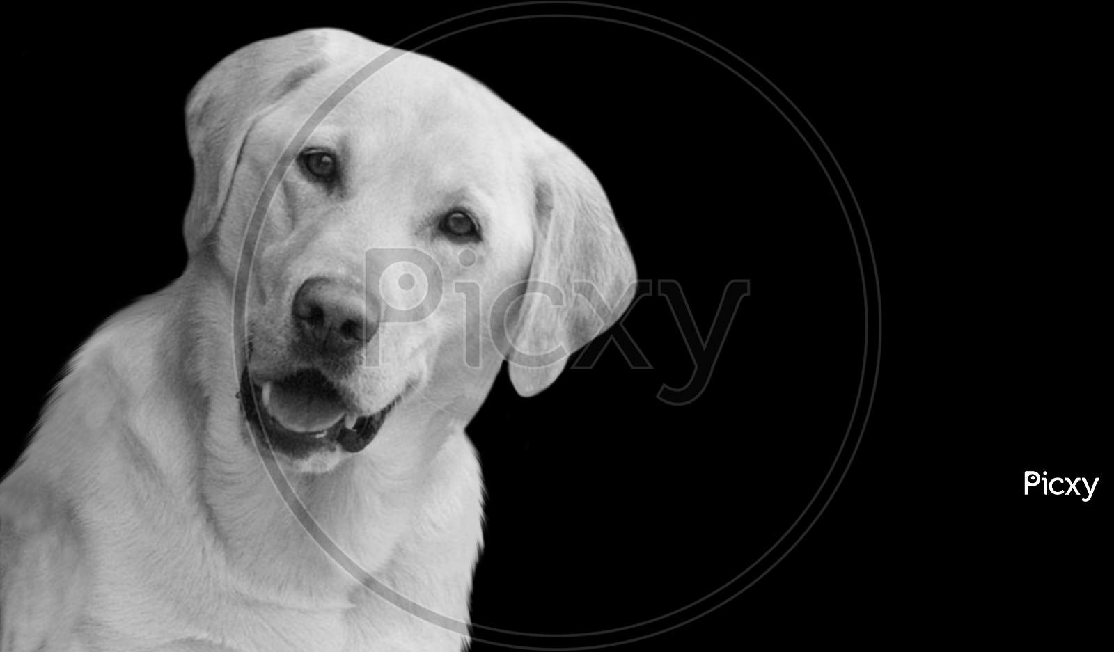 Funny Labrador Retriever Dog Smiling On The Black Background