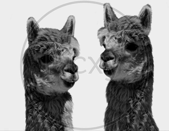 Two Cute Alpaca Face On The White Background