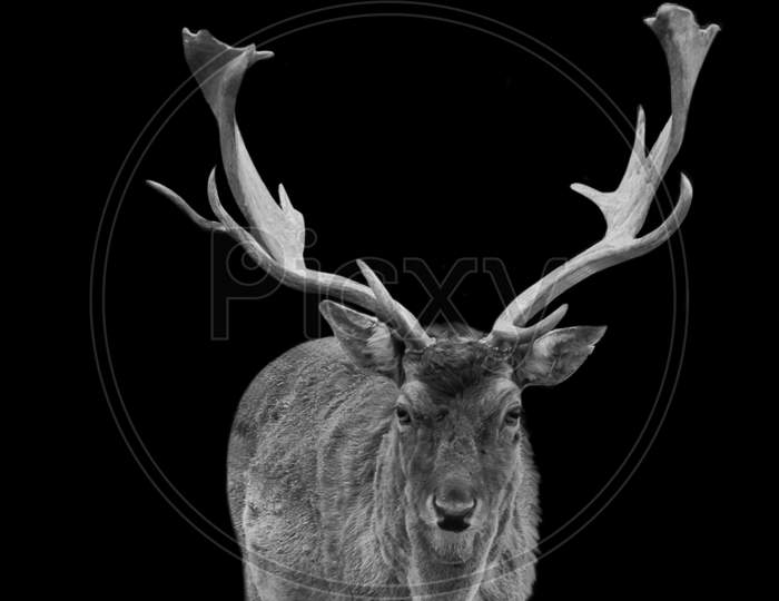 Deer Portrait In The Black Background
