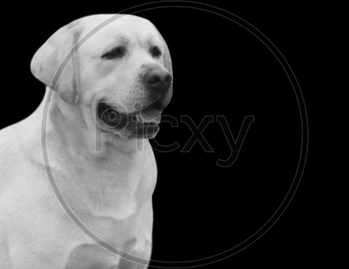 Adorable Happy Labrador Retriever Dog Face On The Dark Background
