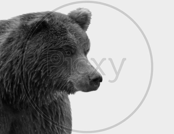 Black And White Grizzly Bear Closeup On The White Background