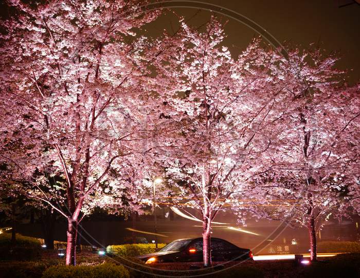 Cherry Blossoms Of Tokyo Midtown