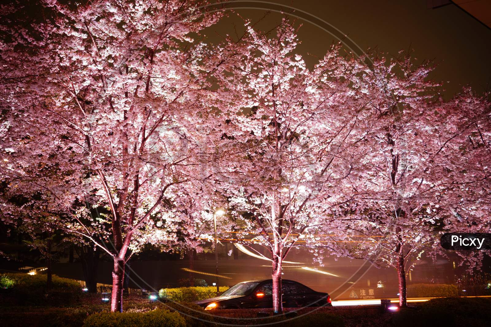 Cherry Blossoms Of Tokyo Midtown