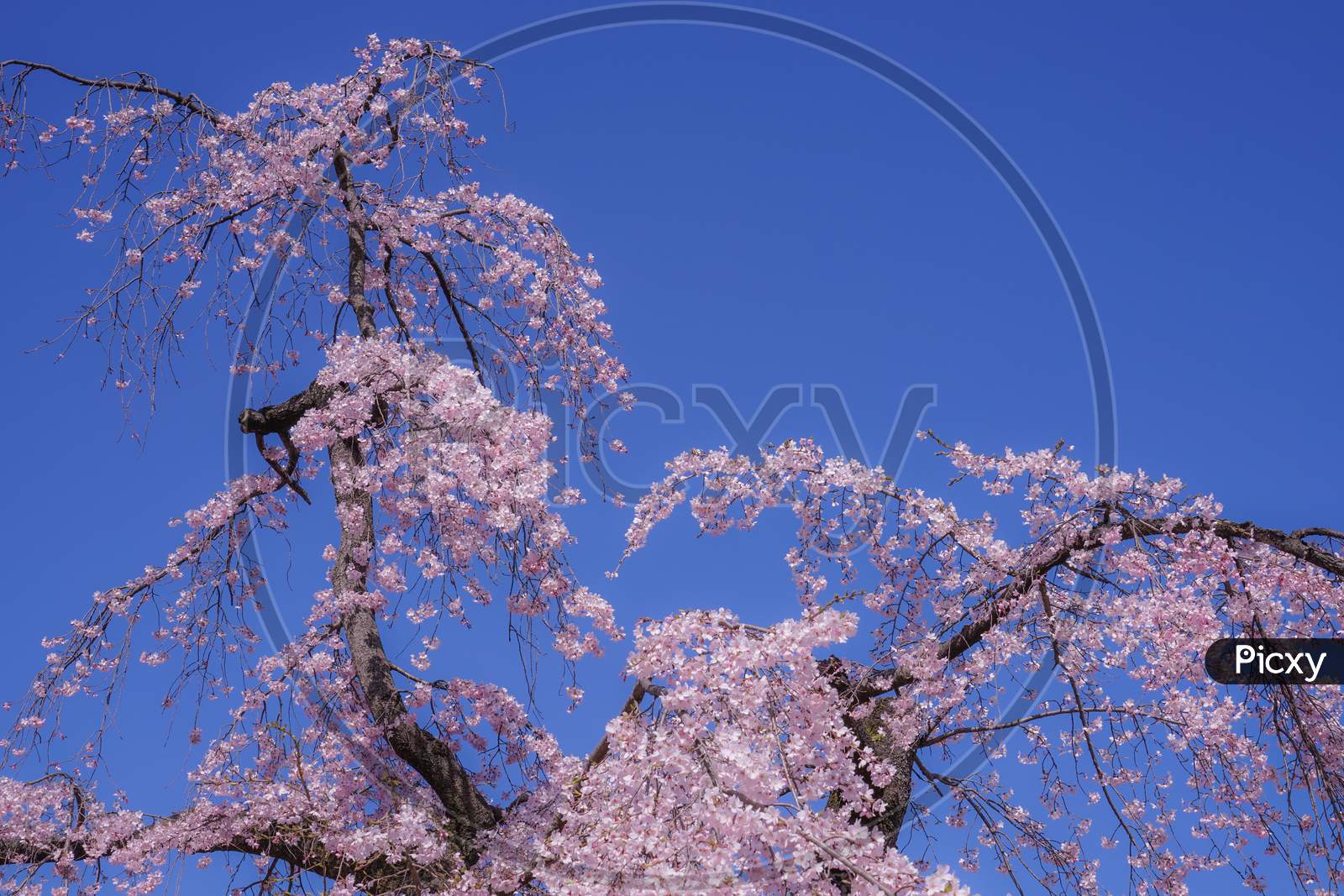 Koishikawa Korakuen Weeping Cherry Tree Of