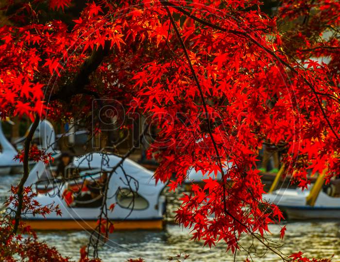 Autumn Leaves And Duck-Boat Of Iyus Head Dwelling Park