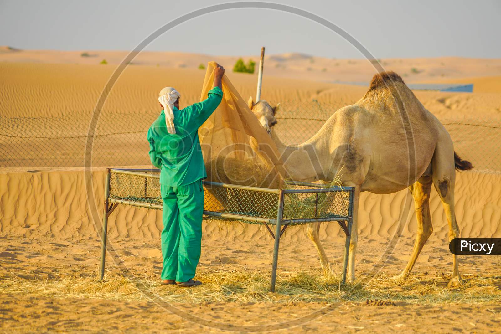 Of The Arabian Desert Camel (United Arab Emirates)