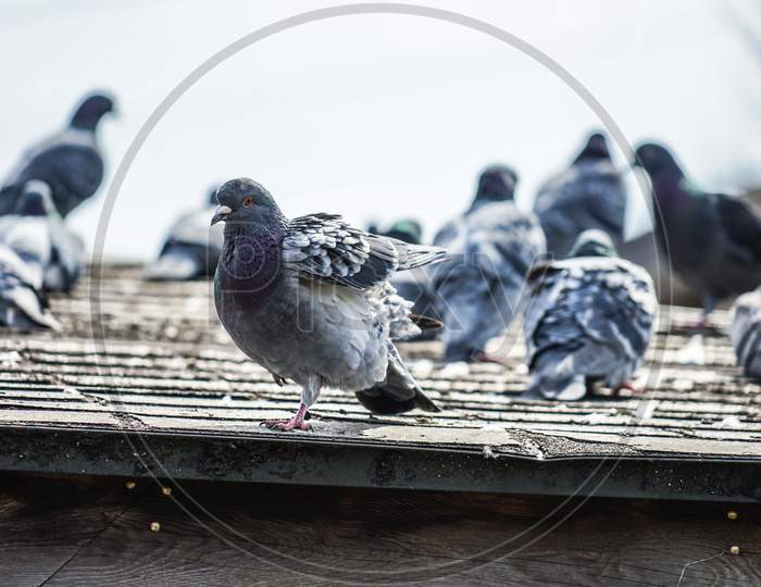 Image Of Pigeons