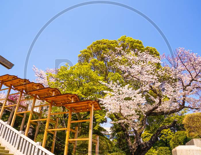 Shrine Ornaments And Cherry Blossoms