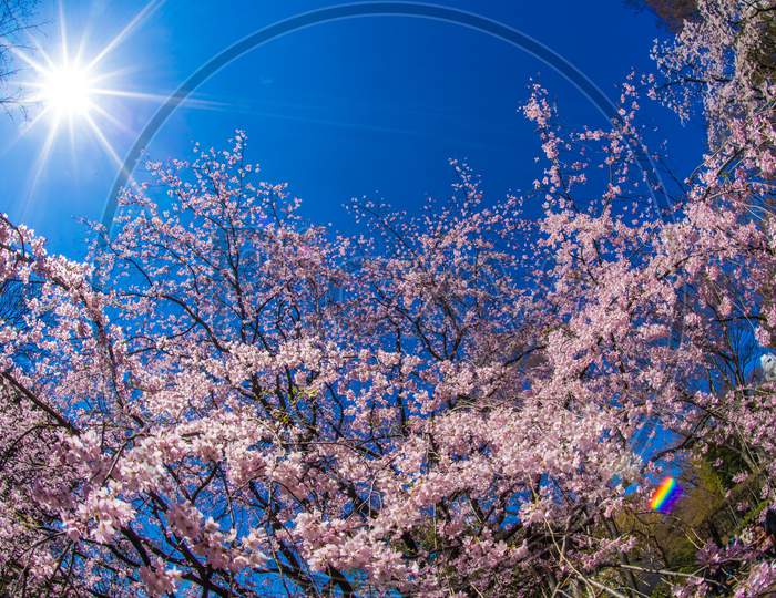 Weeping Cherry Tree And Sunny Blue Sky