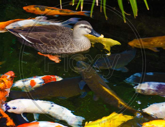 A Large Amount Of Colorful Carp And Ducks
