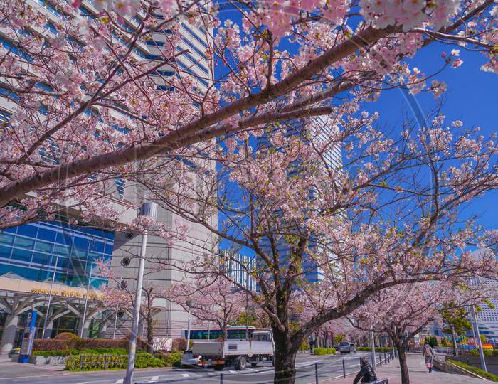 Sakura And Yokohama Minato Mirai Rooftops Of Full Bloom