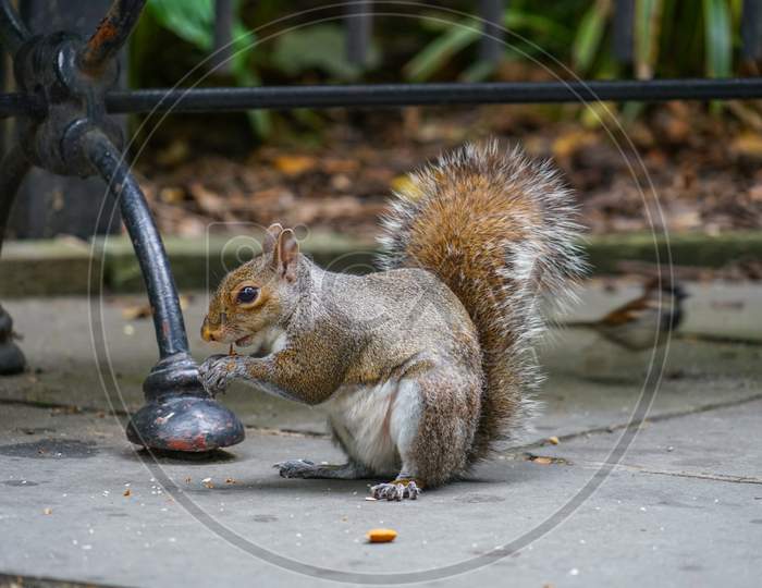 Squirrel Image