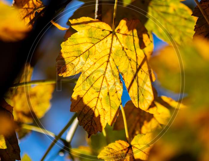 Colorful leaves in autumn and fall shine bright in the backlight and show their leaf veins in the sunlight with orange, red and yellow colors as beautiful side of nature in the cold season