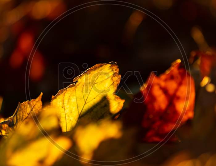 Colorful leaves in autumn and fall shine bright in the backlight and show their leaf veins in the sunlight with orange, red and yellow colors as beautiful side of nature in the cold season