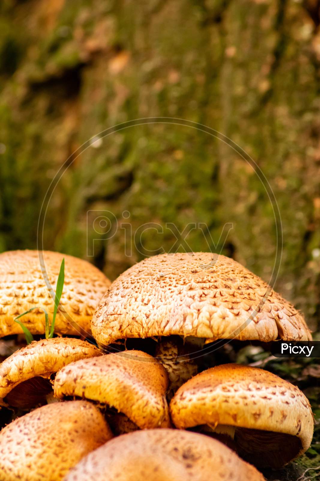 Big mushrooms in a forest found on mushrooming tour in autumn with brown foliage in backlight on the ground in mushroom season as delicious but possibly poisonous and dangerous forest fruit
