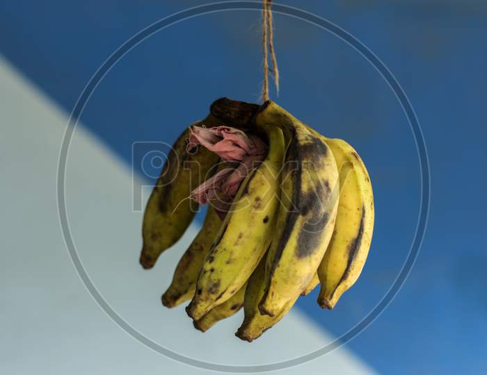 A Bunch Of Banana Hanging With Rope