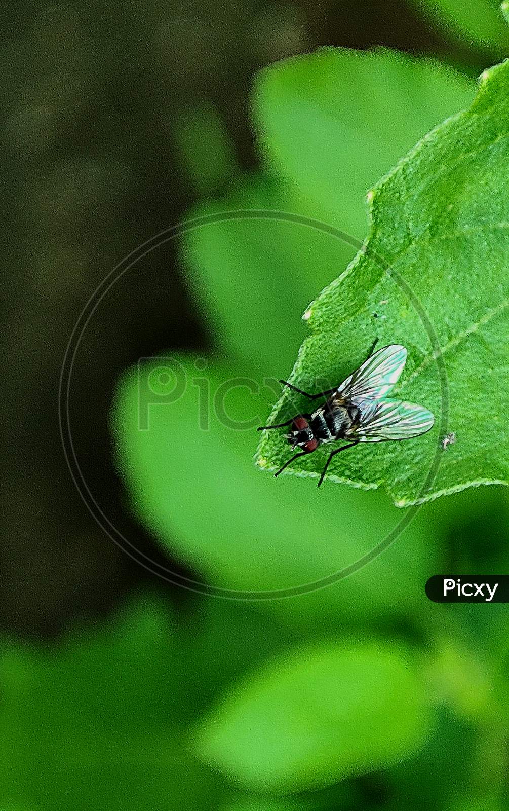 Close Up Picture Of A House Fly On A Green Leaf.