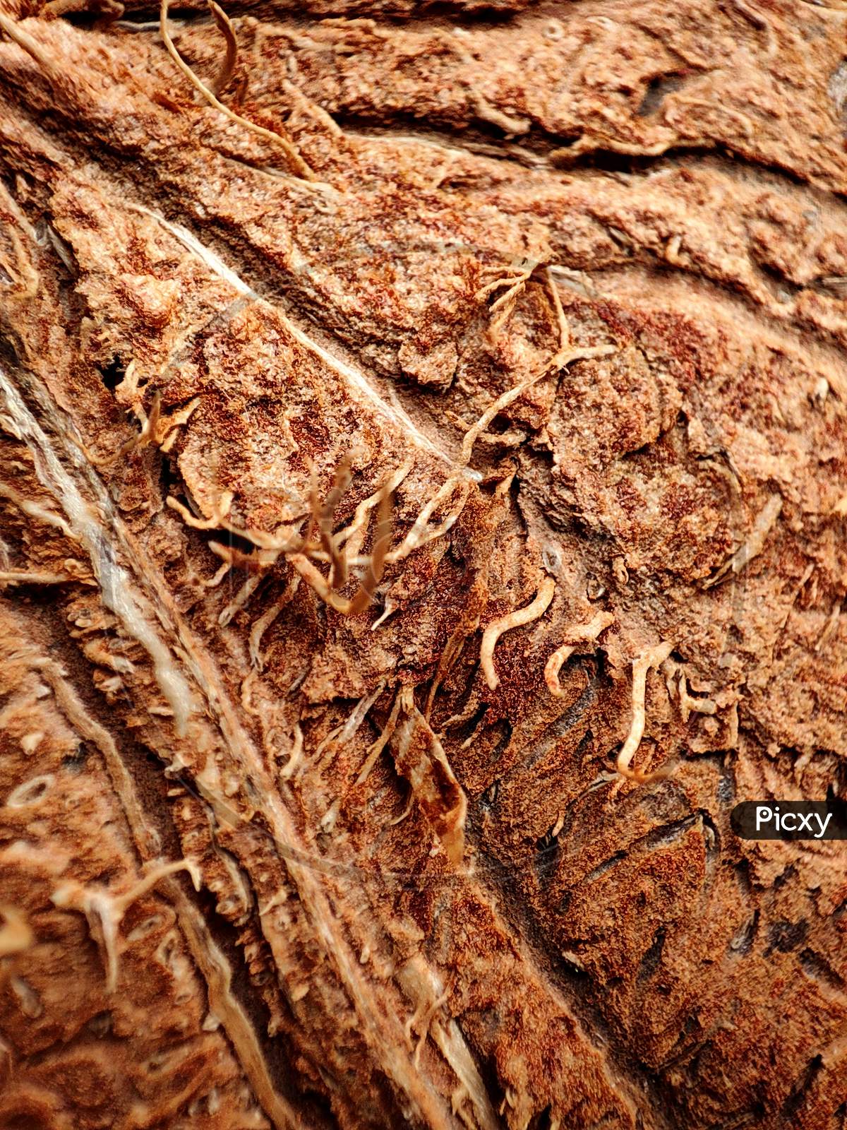 Textured Background Of Brown Coconuts Shell Close Up