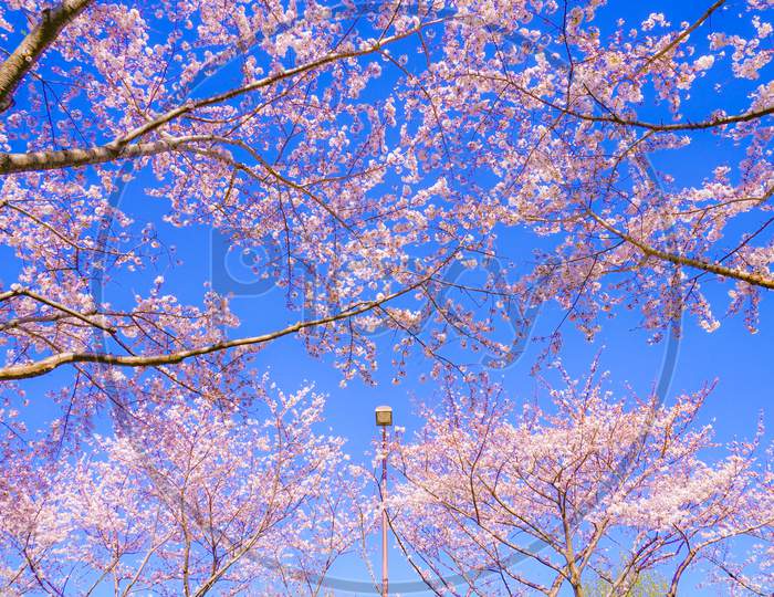 Full Bloom Of The Cherry Tree And Sunny Blue Sky (Chofu Airport)