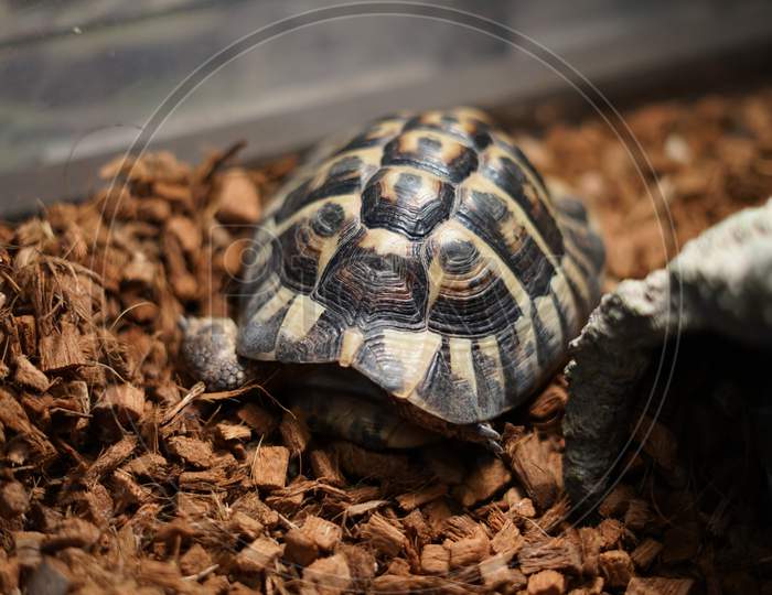 Image Of Florida Akahara Turtle