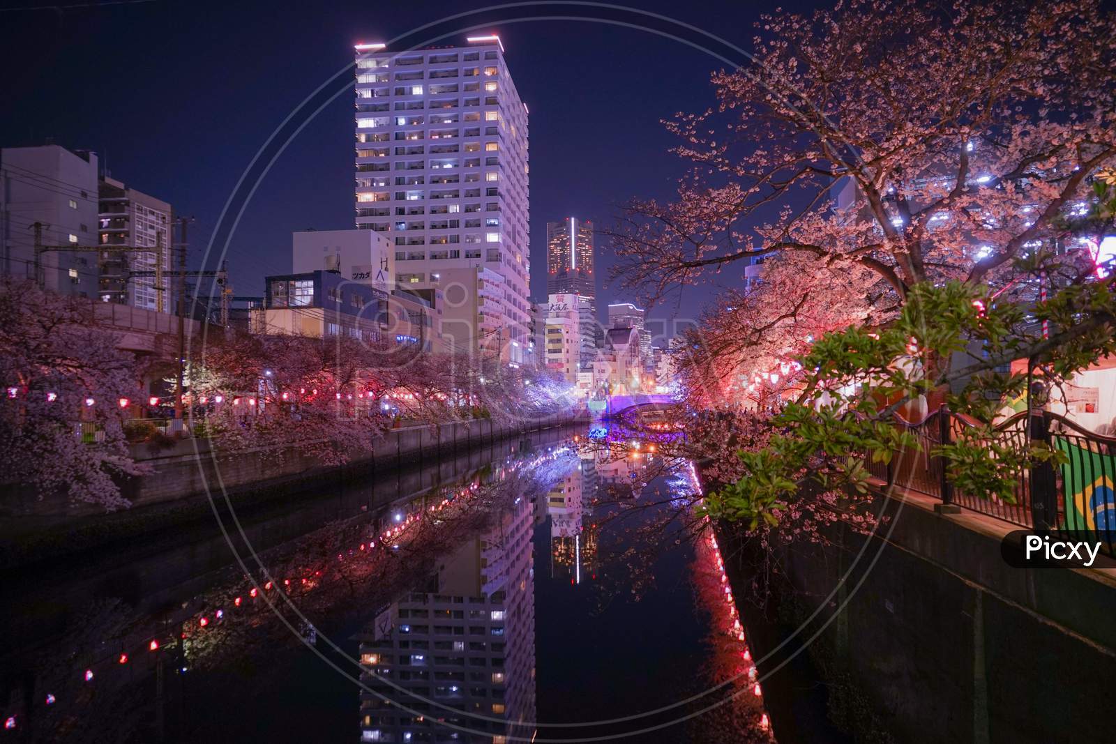 Of Going To See Cherry Blossoms At Night Ooka River Purobunado