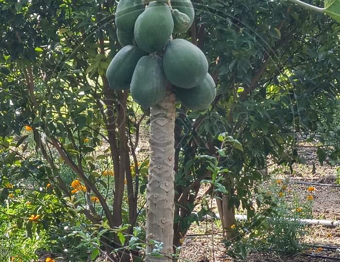 Papaya beautiful tree