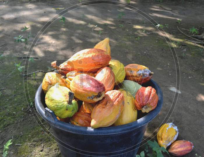 Different Sorts Of Colorful Cocoa Pods