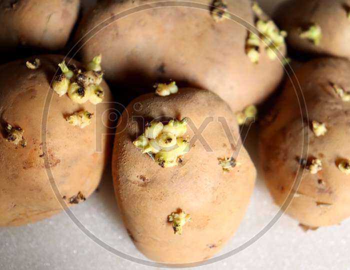 Image of Closeup Potato Buds,Grow And Cultivate New Potato Plant