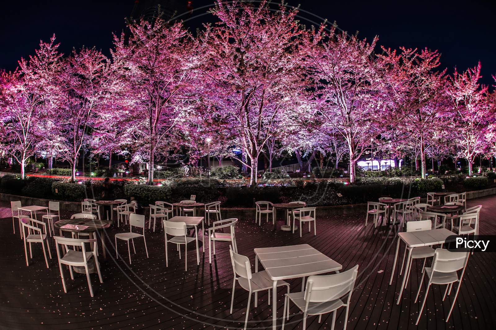 Full Bloom Of The Cherry Tree And The Tokyo Midtown