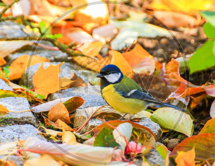 Robin Bird On Autumn Tree Leaves In The Park