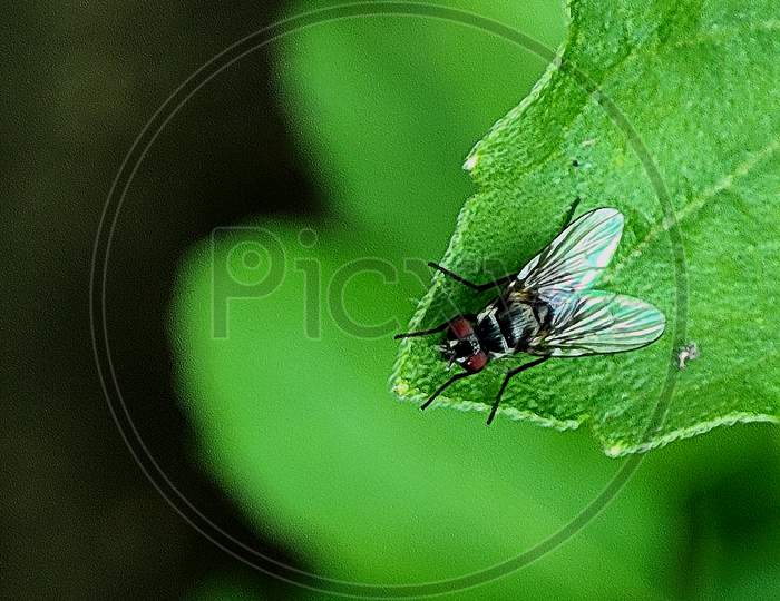 Close Up Picture Of A House Fly On A Green Leaf.