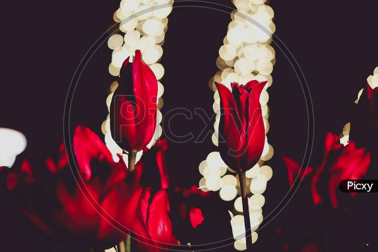 Red Tulip And The Light Of The Spotlight