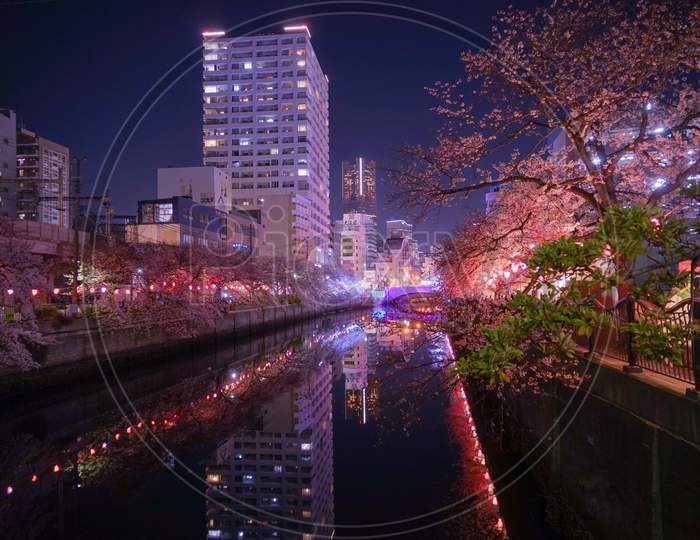 Of Going To See Cherry Blossoms At Night Ooka River Purobunado