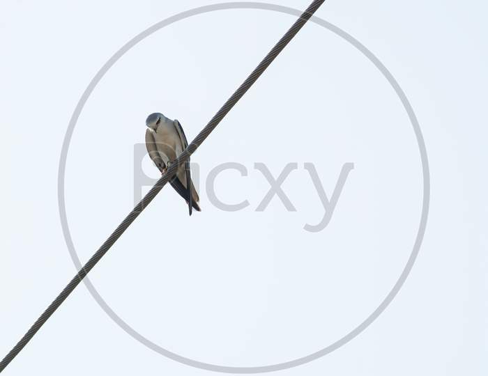 Australian Black Shouldered Kite Sitting on an electric cable