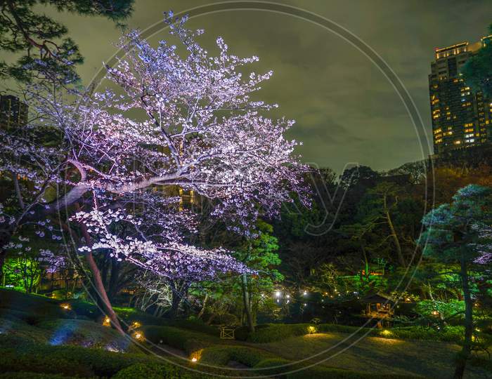 Spring Japanese Garden Image