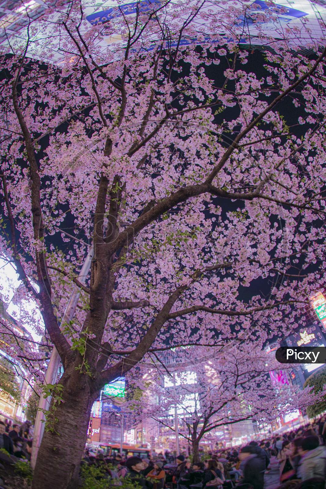 Hustle And Bustle Of Shibuya Station Of Sakura