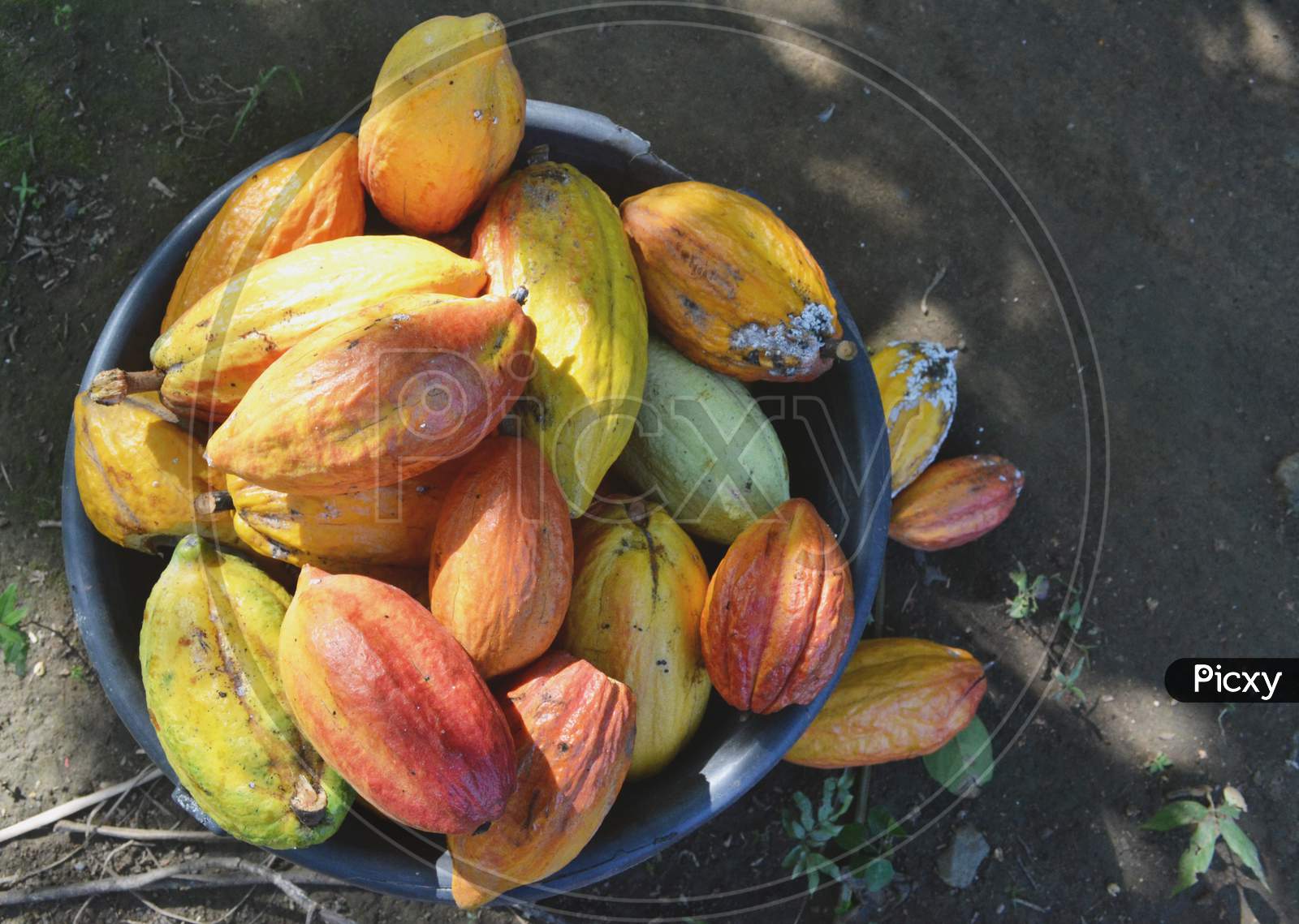 Top View Of Different Sorts Of Colorful Cocoa Pods On A Bucket