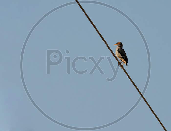 A Bank Myna Sitting on an Electric Wire
