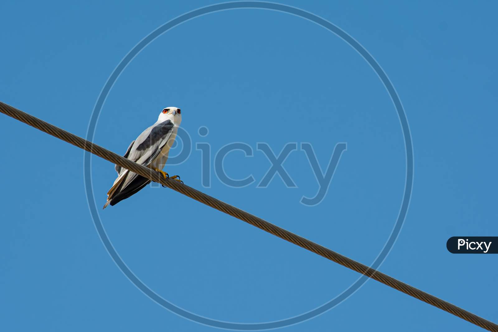 Australian Black Shouldered Kite Sitting on an electric cable It is also known as Elanus axillaris
