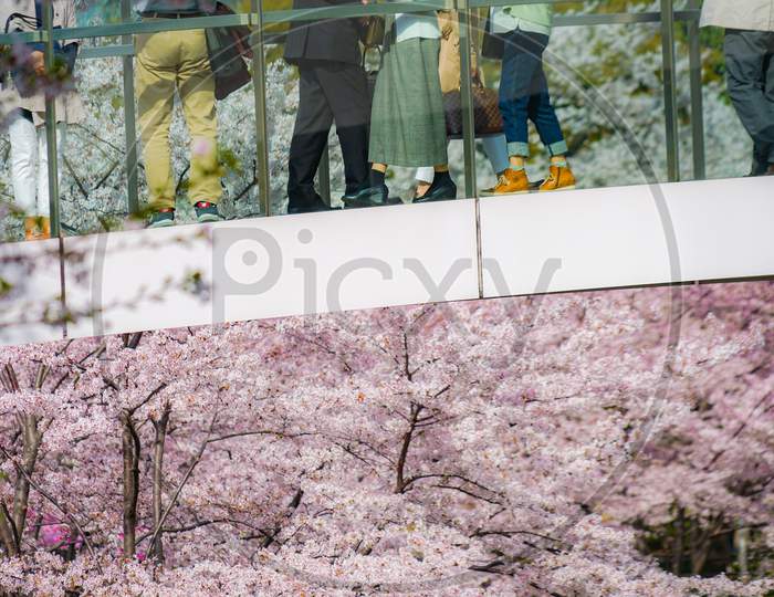 Bridge Wrapped In Cherry Blossoms And People Of People