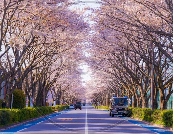 Cherry Blossom Segment Of Chipping Field