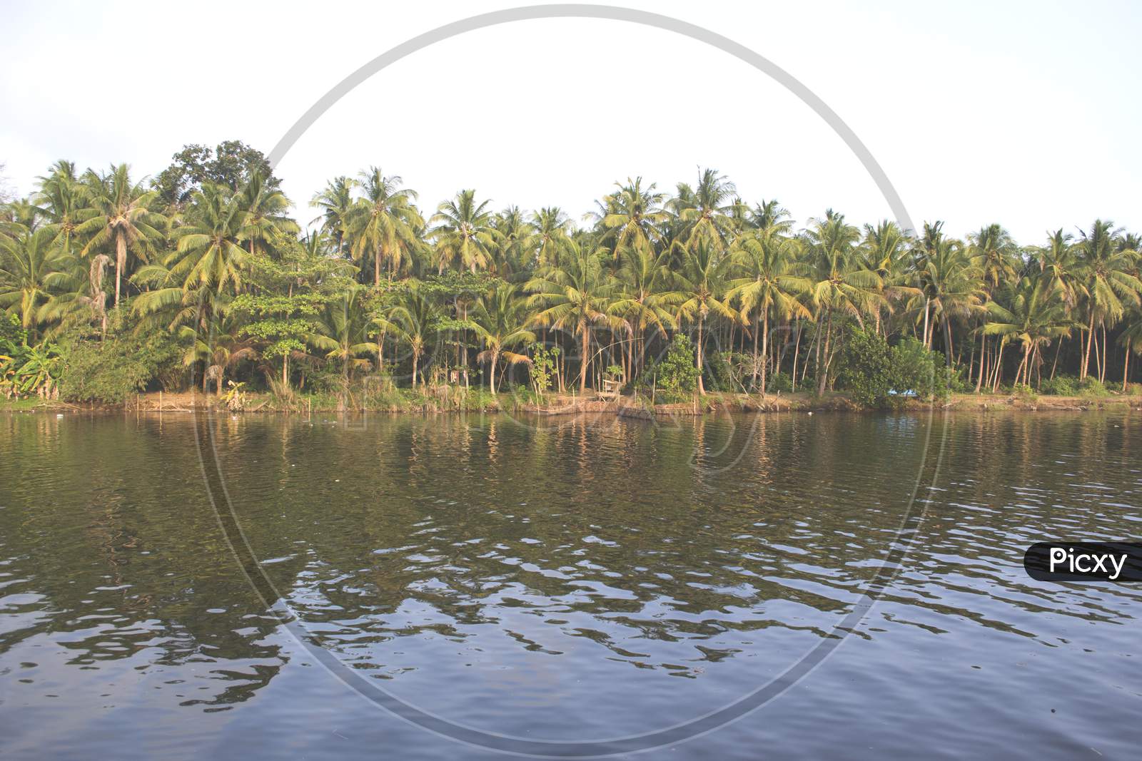Coconut Trees Looks Beautiful On River Side