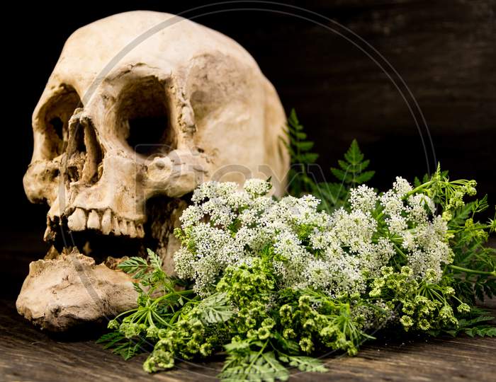 A Bouquet Of Hemlock Flowers With A Human Skull