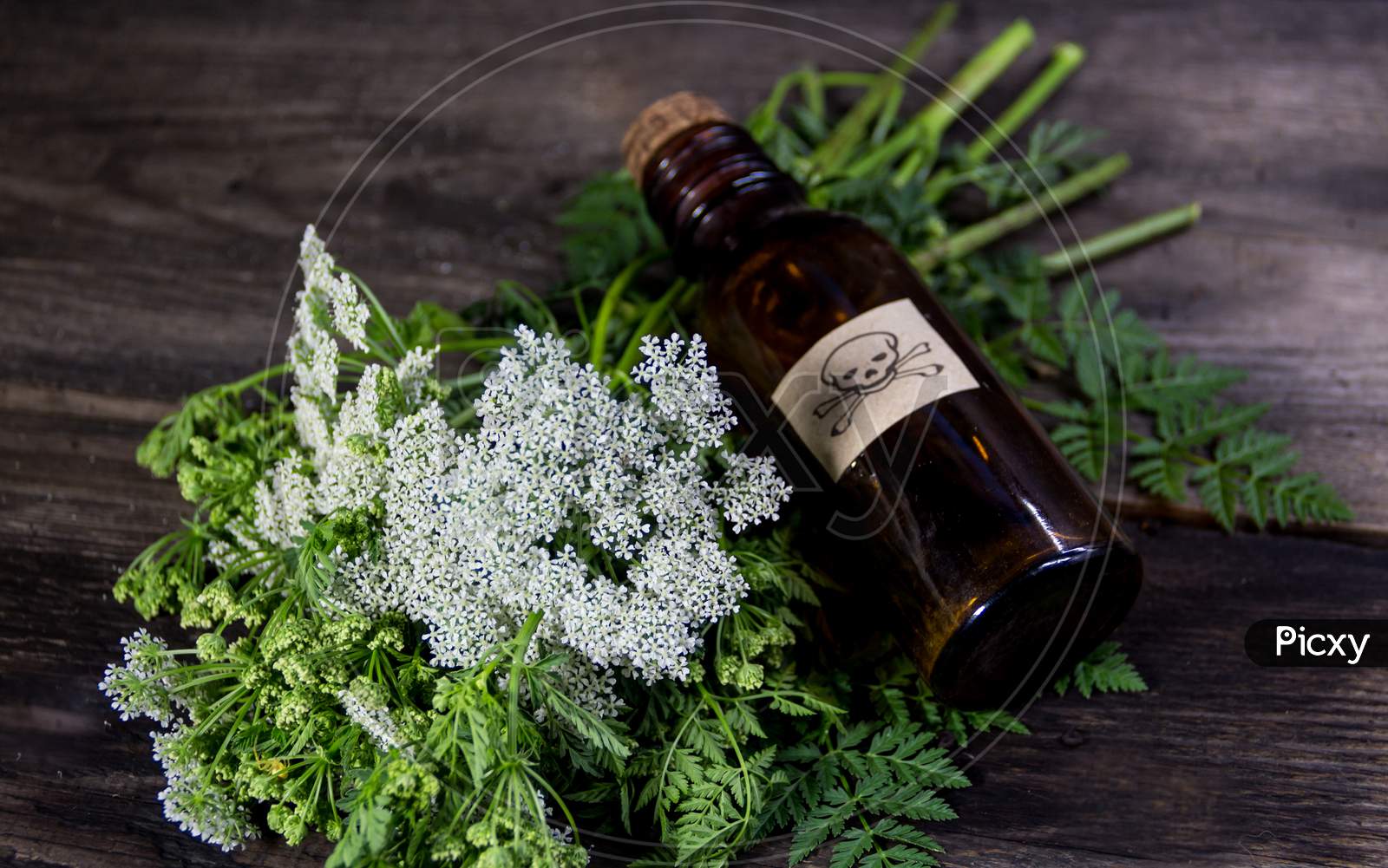 Hemlock Flower Bouquet With A Vial Of Poison