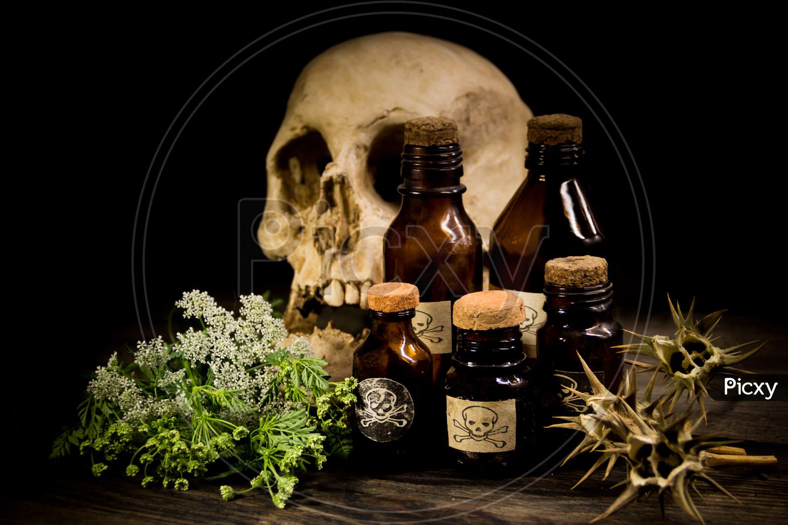 Poison Bottles, Hemlock Flowers And Burundanga Seeds