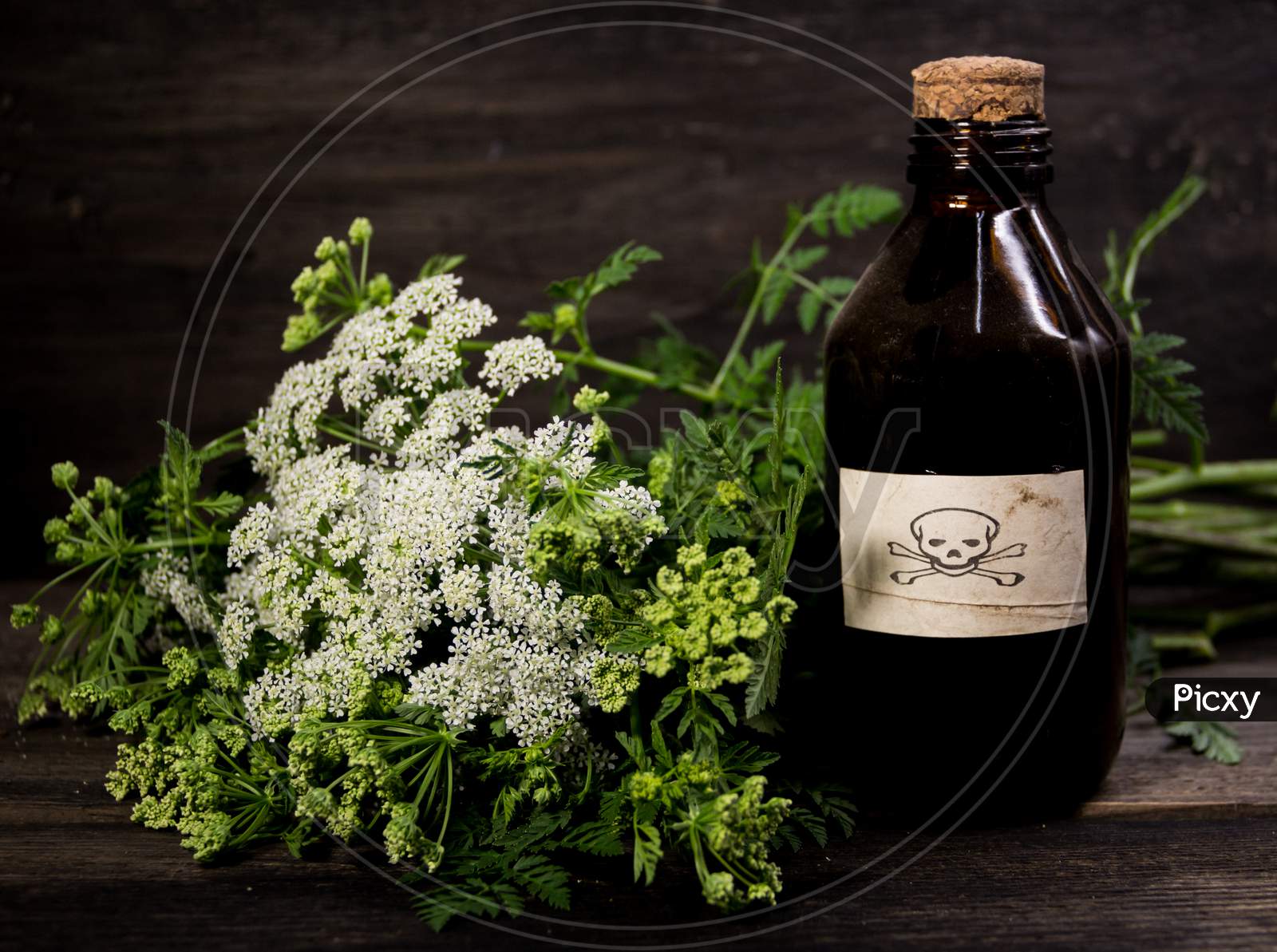 Hemlock Flower Bouquet With A Vial Of Poison