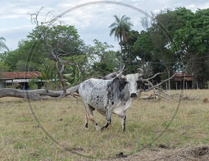Gyr Ox Walking In The Pasture Of A Farm In The Countryside Of Brazil