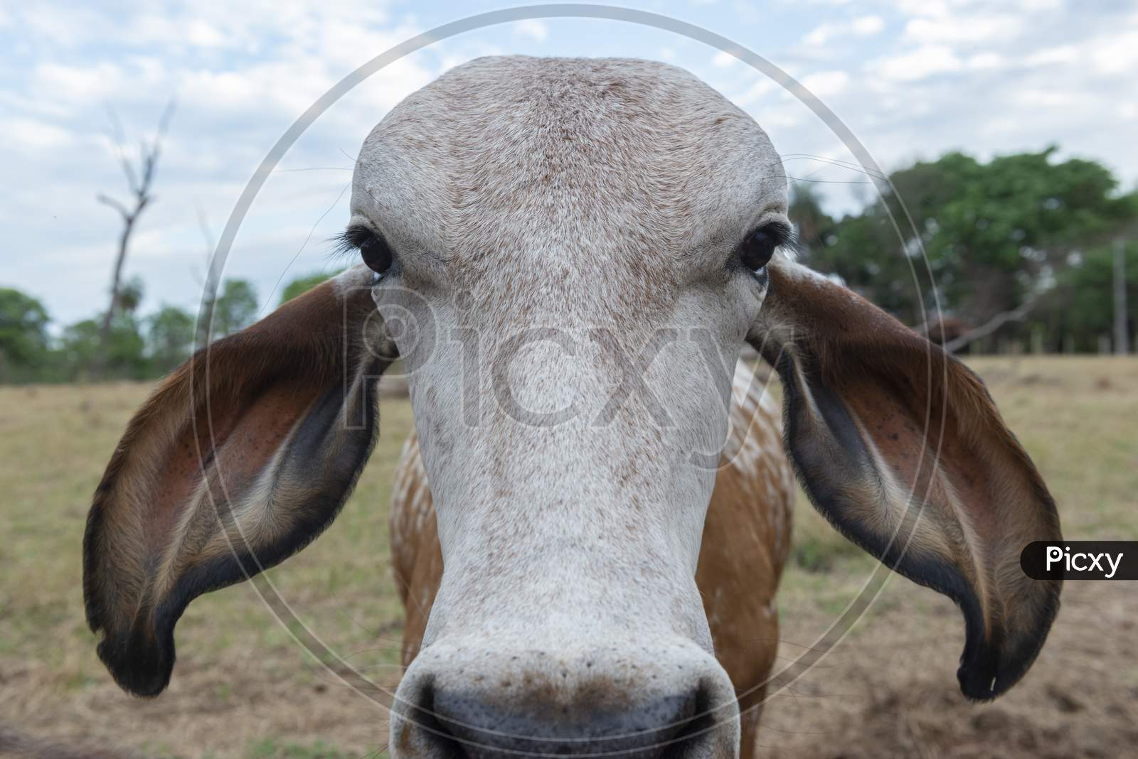 Curious Cow Of Indian Origin In The Countryside Of Brazil